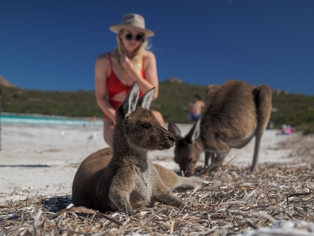 Esplorare Kangaroo Island e scoprire la fauna autoctona