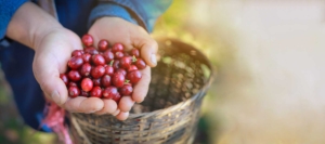 Guatemala donne raccolta caffè