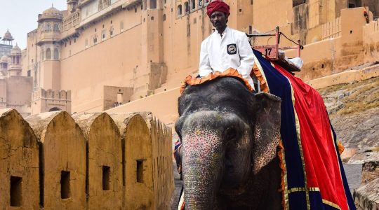 Elefante India con persona