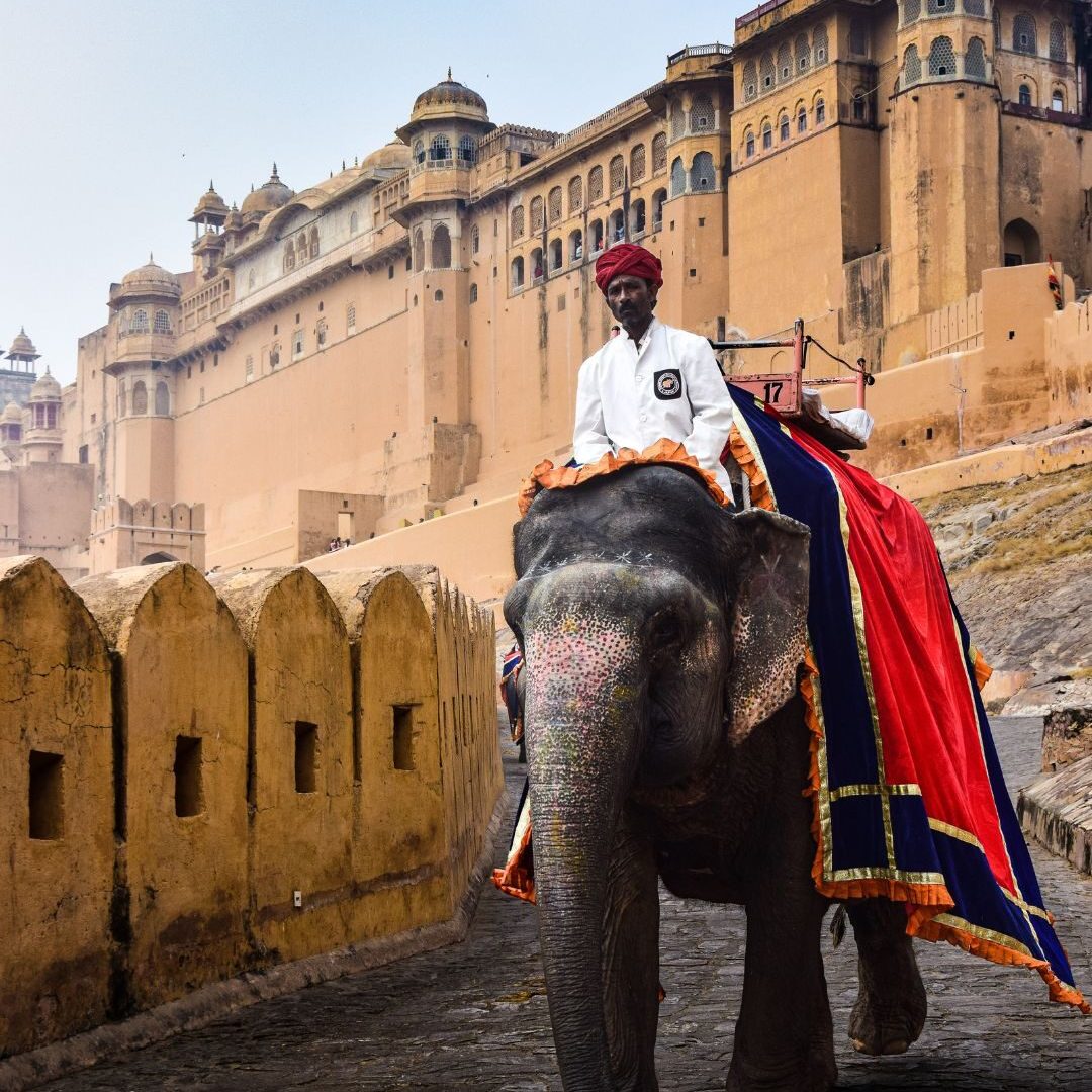Elefante India con persona
