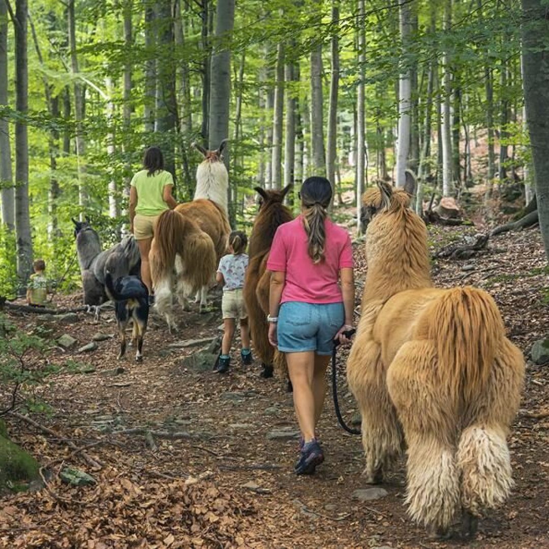 Escursione lama Svizzera